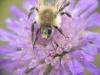Bombus pascuorum